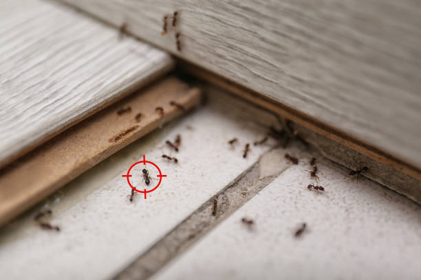 Best Exterminator Services  in South Monrovia Island, CA